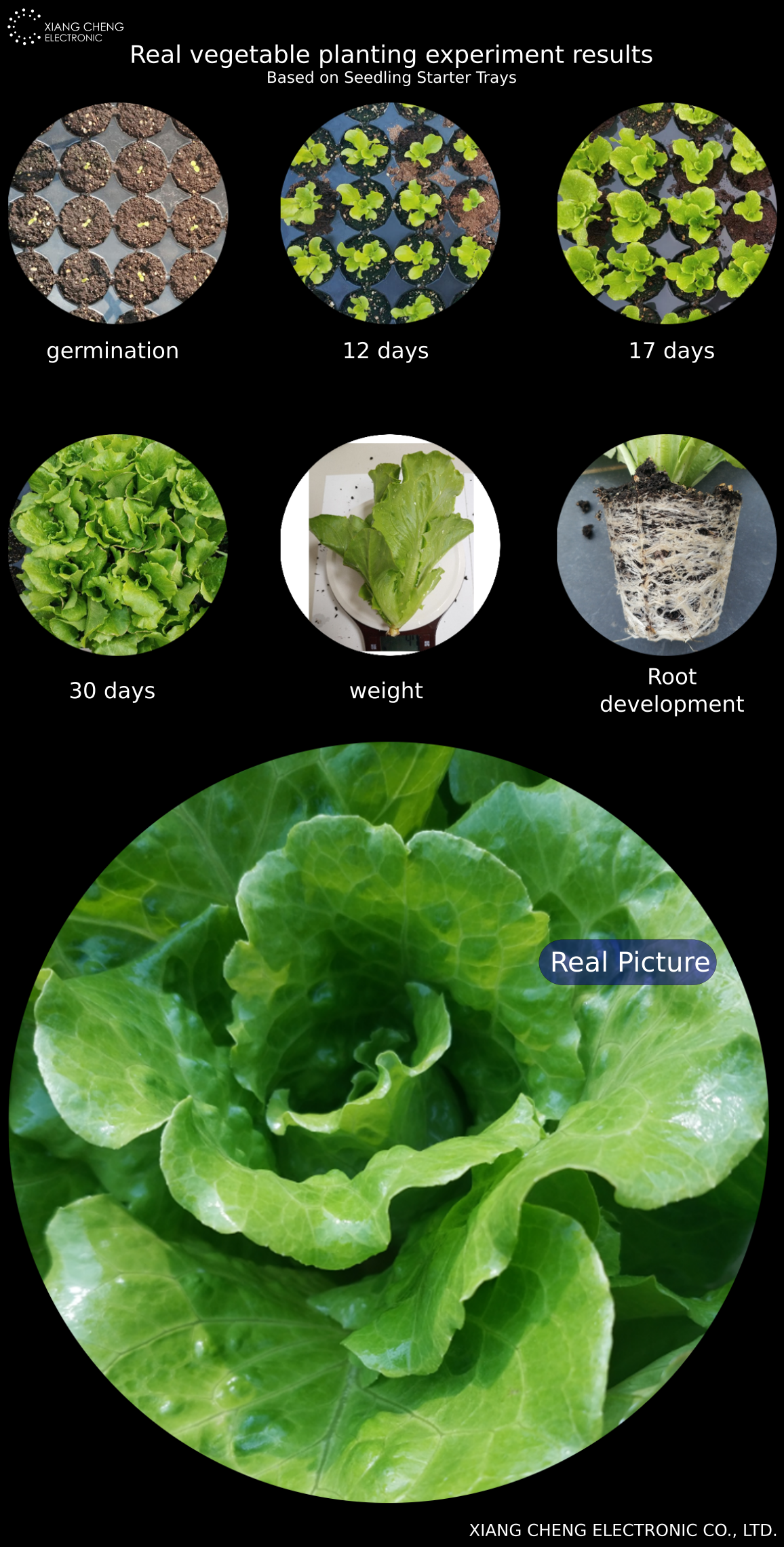 XIANG CHENG Electronic - Smart agriculture real vegetable planting experiment results